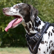 犬の散歩・訓練用本革製ハーネス 犬の散歩・訓練用本革製ハーネス