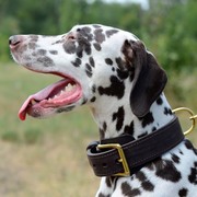 犬の訓練用革製の首輪(ハンドルなし) 犬の訓練用革製の首輪(ハンドルなし)