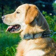 スパイク付 革製首輪(ナッパ革の裏打ち付き) スパイク付 革製首輪(ナッパ革の裏打ち付き)