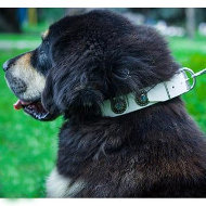 コンチョ付きのホワイトレザーの 犬用首輪 コンチョ付きのホワイトレザーの 犬用首輪