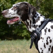 中・大型犬の訓練用本革製のハーネス 中・大型犬の訓練用本革製のハーネス