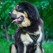 中型~大型犬用のレザーハーネス(スタッズ付き) 中型~大型犬用のレザーハーネス(スタッズ付き)