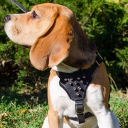 小・中型犬用スパイク付きの革製ハーネス 小・中型犬用スパイク付きの革製ハーネス