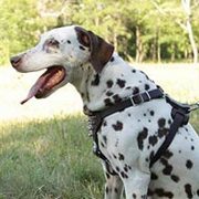 小・中型犬用 スパイク付 革製ハーネス 小・中型犬用 スパイク付 革製ハーネス