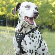 小・中型犬用 円錐スタッズ付 革製ハーネス 小・中型犬用 円錐スタッズ付 革製ハーネス