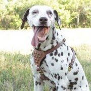 小型~中型犬用玉スタッズ付き革のハーネス 小型~中型犬用玉スタッズ付き革のハーネス