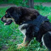 多目的に使用できるナイロンのハーネス(大型犬用) 多目的に使用できるナイロンのハーネス(大型犬用)