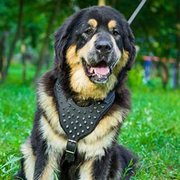 中・大型犬用のスパイク付き革のハーネス 中・大型犬用のスパイク付き革のハーネス