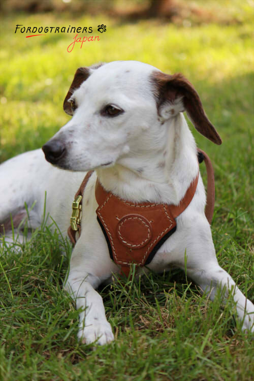 leather harness for small dogs