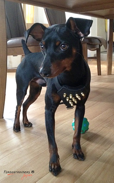 小型犬用スパイク付き本革ハーネス