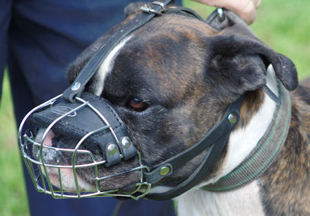 Boxer wearing muzzle for large dog breeds