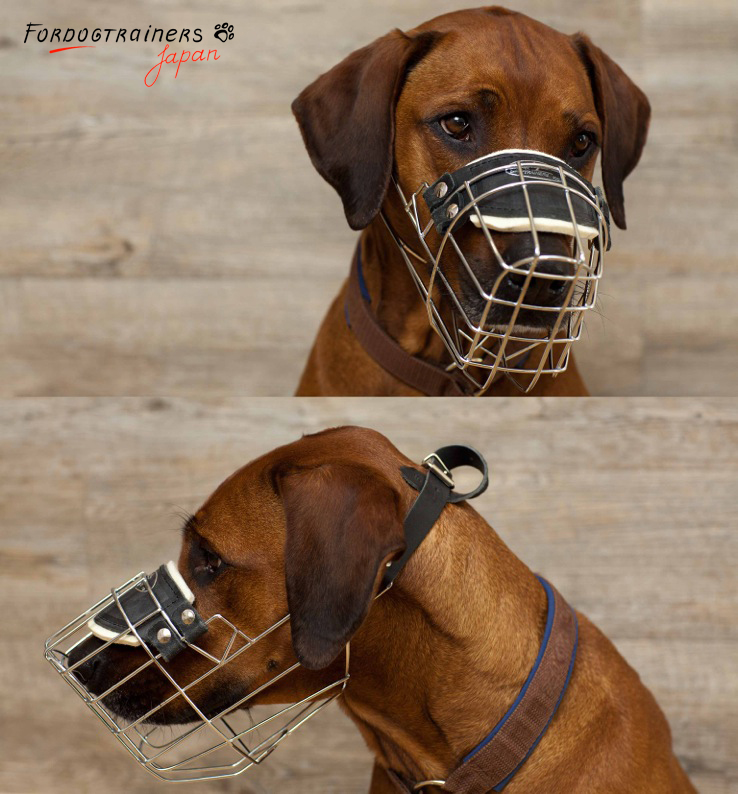 rhodesian ridgeback wearing wire basket muzzle