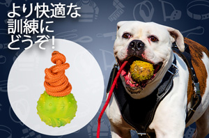 ひも付きゴムボール