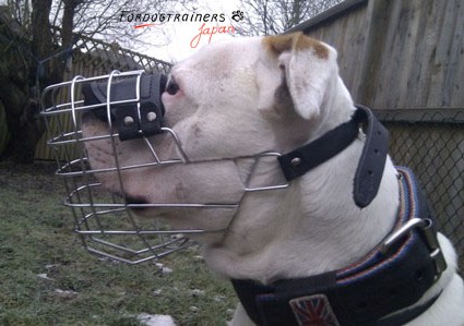 american bulldog in wire basket muzzle