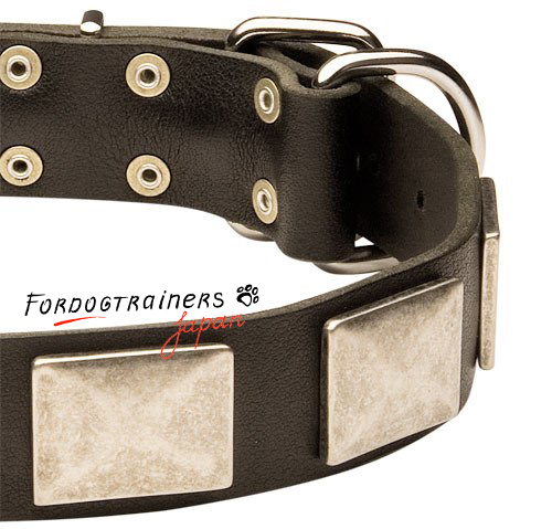 Leather dog collar decorated with beautiful
plates