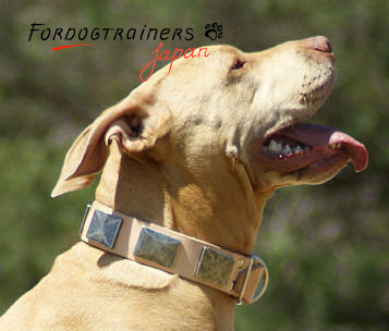Decorated dog collar on Pitbull