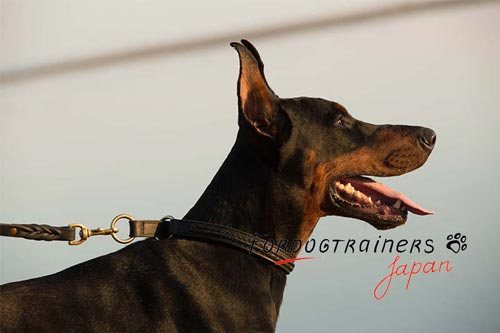 中型犬～大型犬用のフルグレイン革製首輪