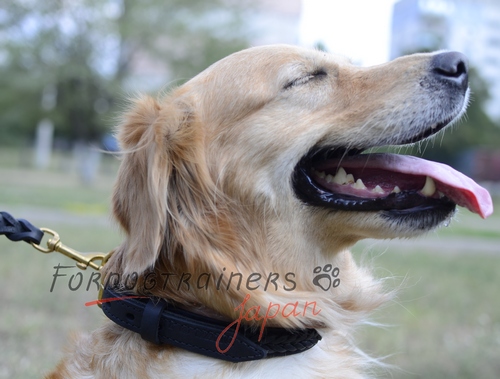 ゴールデンレトリバーにぴったり合う革製犬用デコカラー