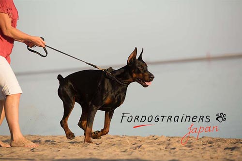犬の散歩・訓練用の革製首輪
