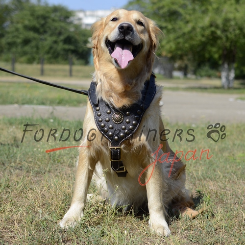 スタッズ付き革製犬用ハーネスを付いているゴールデンレトリーバー