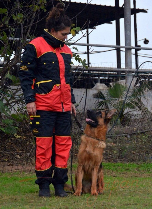 プロ犬訓練・保護服
