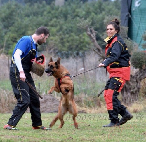犬 訓練士用 保護服