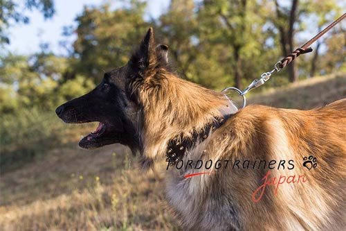 犬用首輪の販売・金属装飾付きの革製　犬用首輪