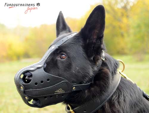 german shepherd wearing durable leather muzzle
