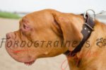 ボルドー・マスティフという大型犬の訓練や散歩に最適な革首輪！50mm