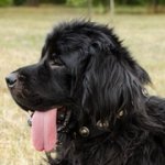 中・大・超大型犬用銀色のコンチョ付きナイロンの首輪