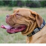 ニッケルのスタッズ＆プレート付きレザーのカラー