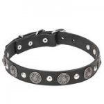 クロームメッキコンチョ＆スタッズ付き　革製首輪