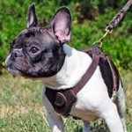 フレンチブルドックの散歩向け革のハーネス