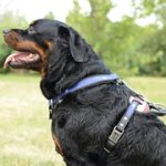 「アメリカン・プライド」革製中・大型犬用ハーネス