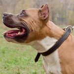 アムスタッフ用二枚革のチョークカラー