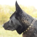 ジャーマン・シェパード・ドッグ用ゴールデン色ユニークなスタッズ付き本革首輪