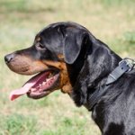 快適なフェルトのパッド付き革の首輪（中・大型犬用）