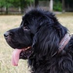 「有刺鉄線」本革製犬用首輪