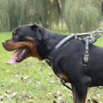 装飾された革製犬用ハーネス（胴輪）