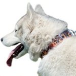 手描き柄付き本革首輪（中・大型犬）