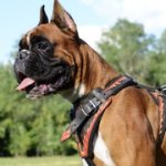 「炎」装飾されたレザーハーネス（中～大型犬用）