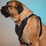 ピラミッドスタッズ付き革製犬のハーネス（胴輪）