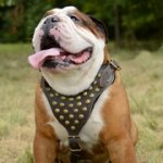 中・大型犬用スタッズ付き革のハーネス