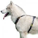 スタッズ付き犬用ハーネス【本革製】