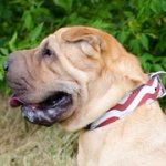 シャー・ペイによく合う「アメリカン・プライド」本革製首輪