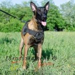 ベルジアン・マリノア用多機能のナイロン製ハーネス