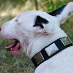 ブルテリア用幅広いプレート付きナイロンの首輪