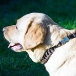 犬用 本革製 三つ編みチョークカラー