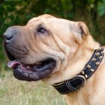 シャー・ペイ用のスパイク・カラー（ナパ・レザーの裏打ち付）