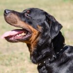 犬の散歩用スパイク付き革製首輪　